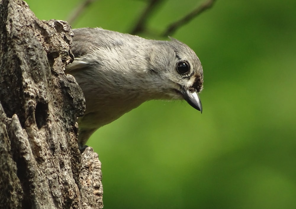 brown and gray bird on brown tree branch