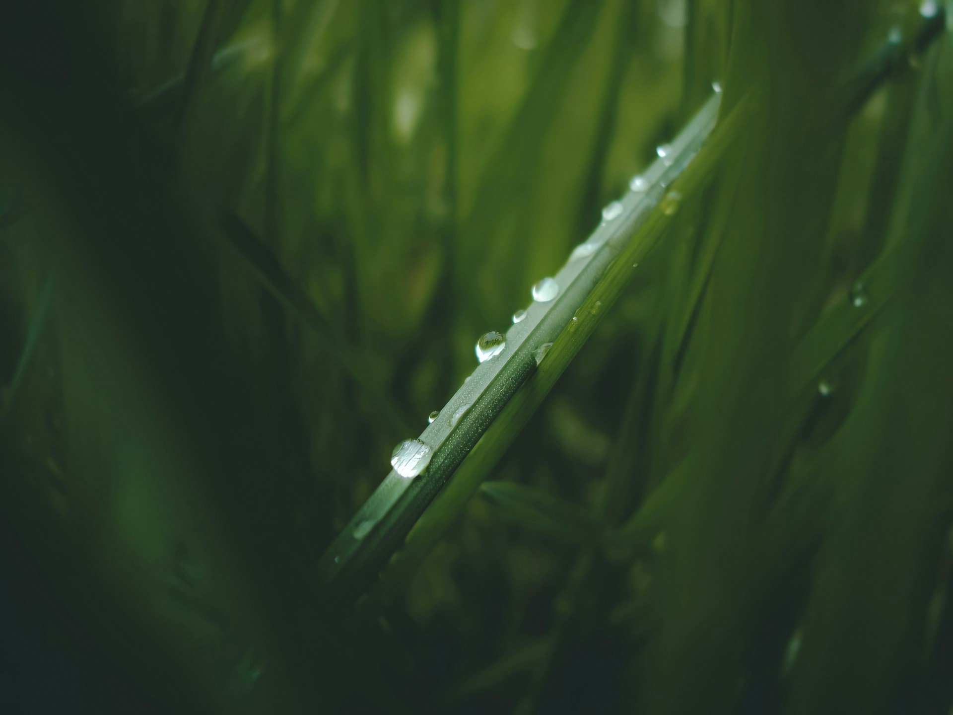 water droplets on green grass