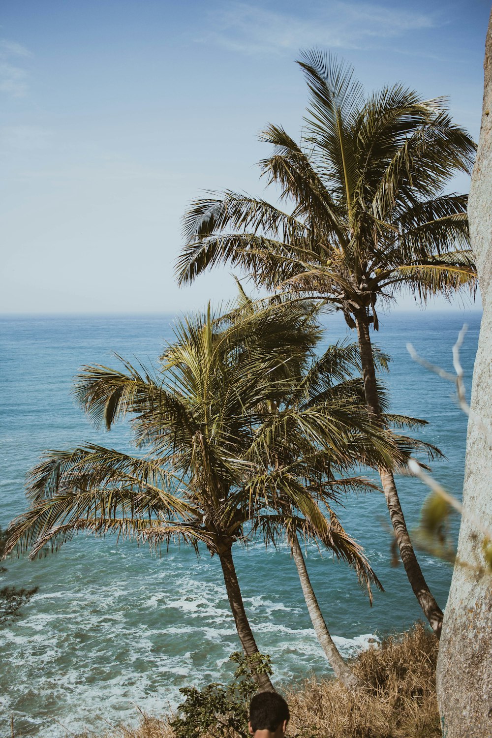 green palm tree near body of water during daytime