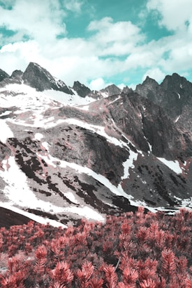 A mountainous landscape with rugged peaks partially covered in snow, set against a sky filled with scattered clouds. At the forefront, there are dense clusters of bushes with reddish-pink foliage, creating a striking contrast with the cooler tones of the mountains and sky.