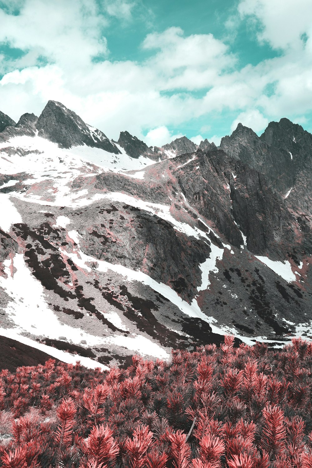 red flower field near snow covered mountain during daytime