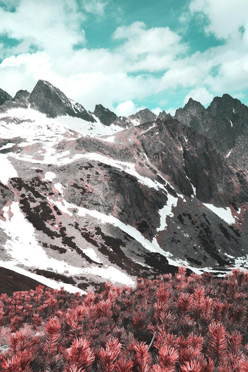 rotes Blumenfeld in der Nähe des schneebedeckten Berges tagsüber