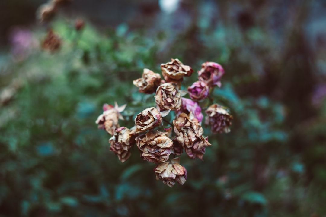 pink and brown flower in tilt shift lens