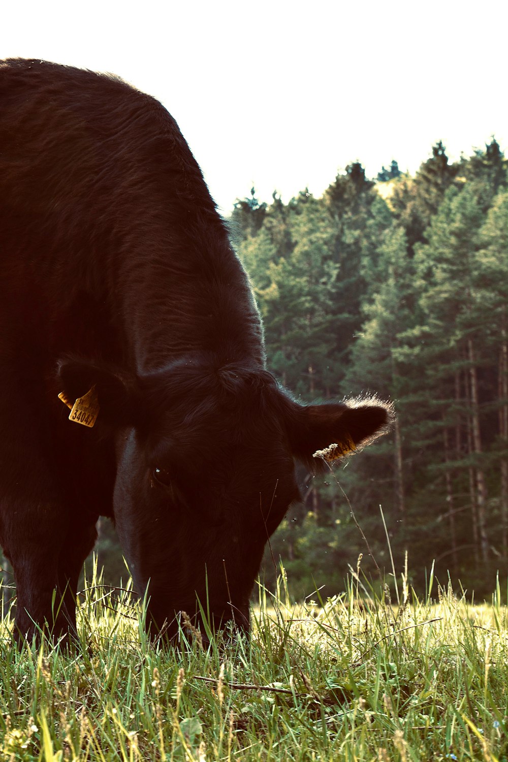 black horse eating grass during daytime