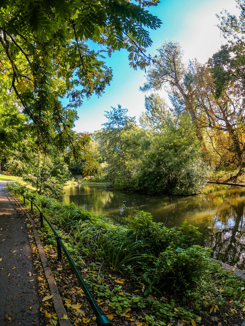 Grüne Bäume am Fluss unter blauem Himmel während des Tages