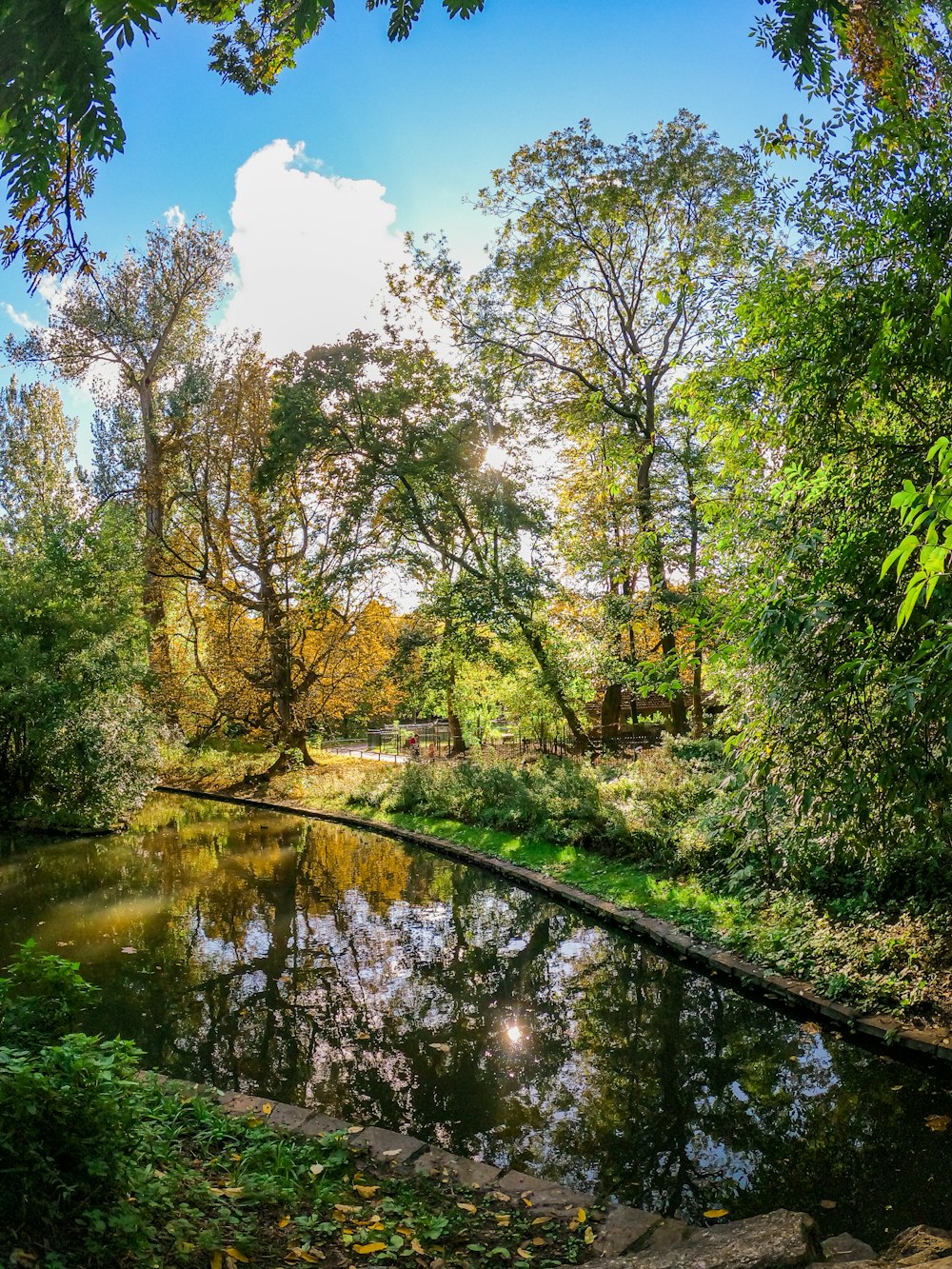 green trees beside river under blue sky during daytime