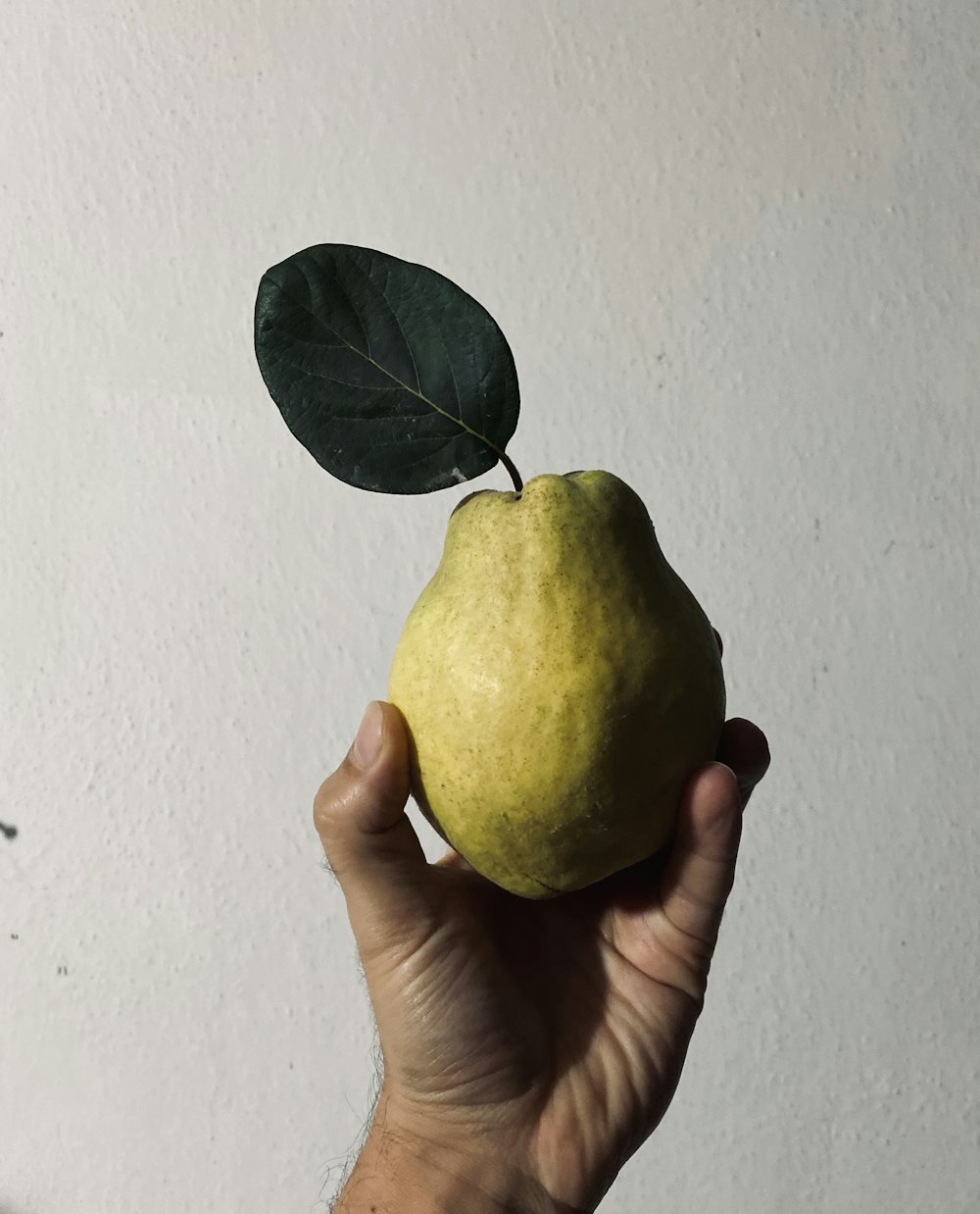 yellow lemon fruit on persons hand
