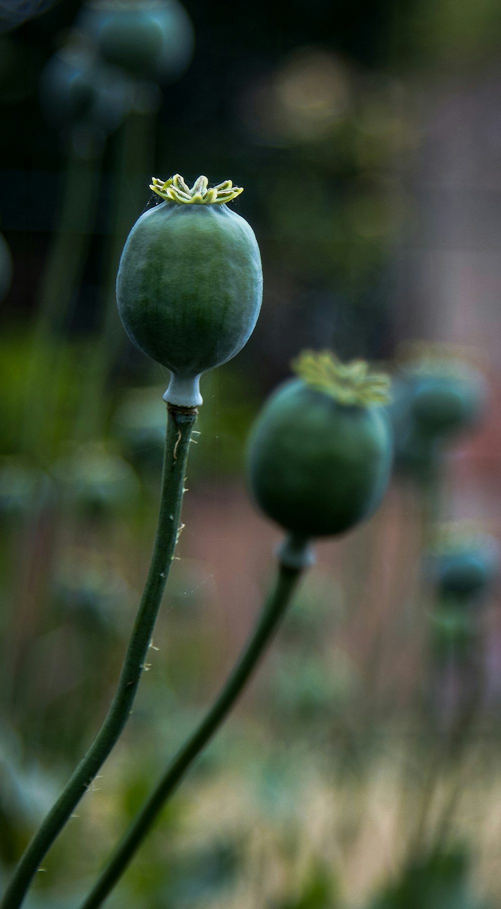 green fruit in tilt shift lens