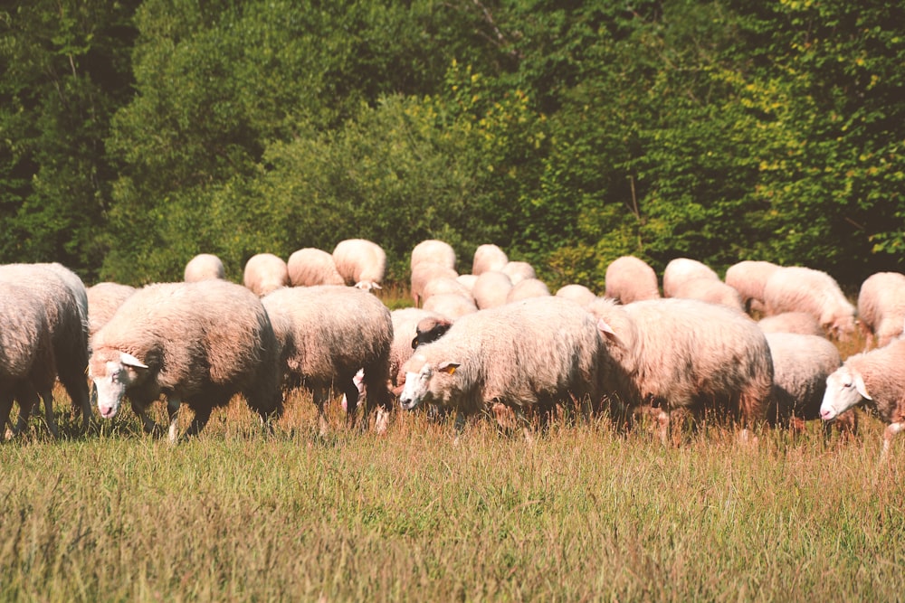 herd of sheep on green grass field during daytime