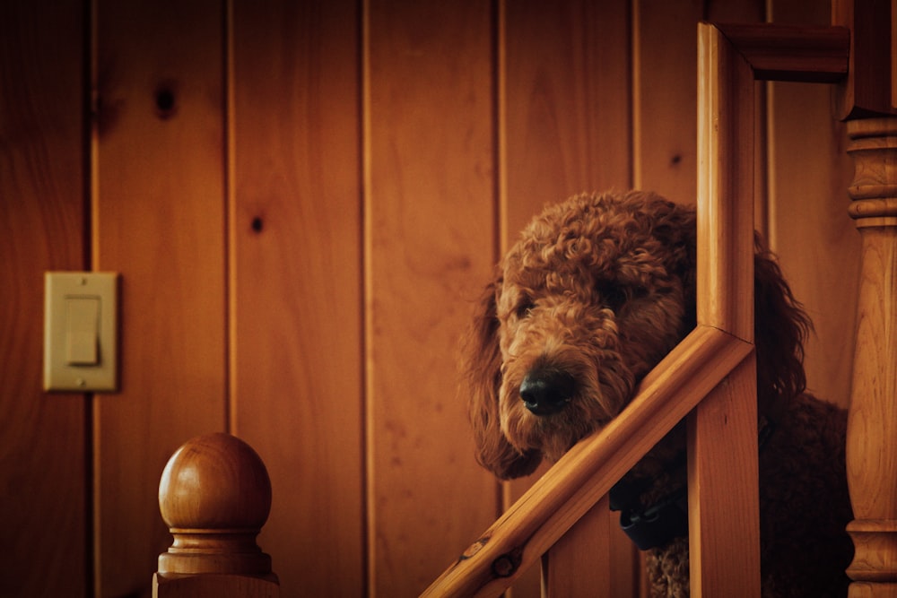 brown long coated dog on white steel stair