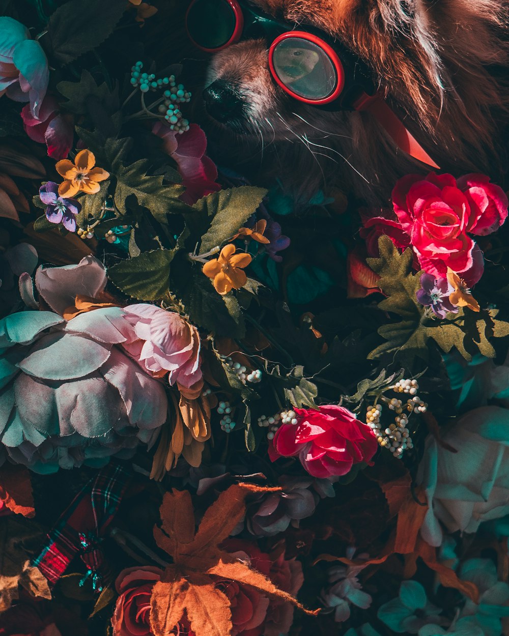 black and white cat surrounded by pink flowers