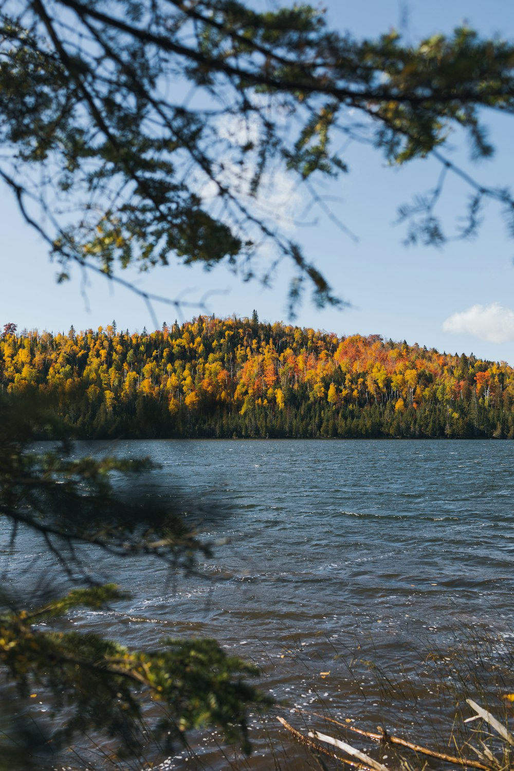 yellow and green trees beside river during daytime