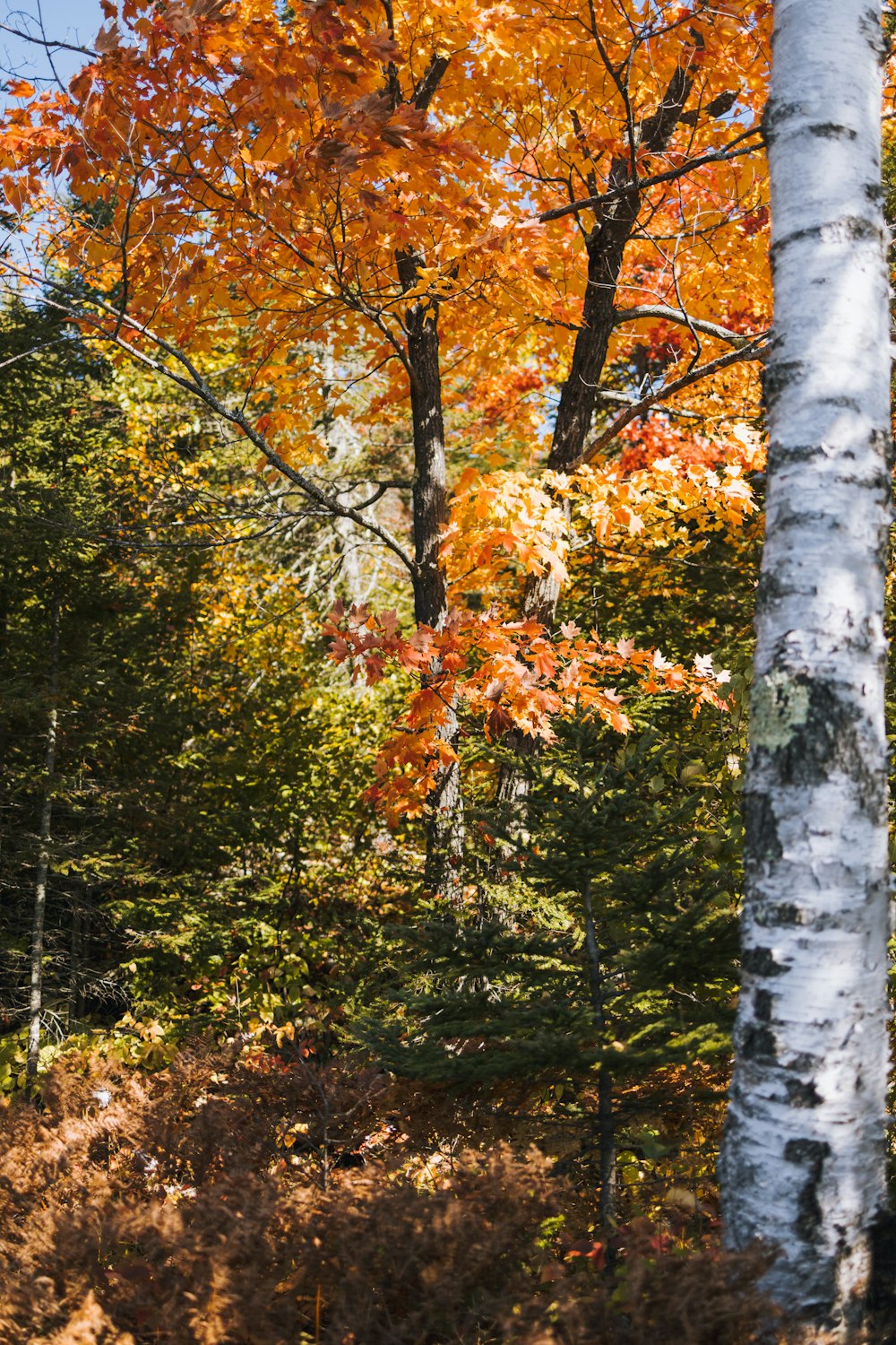 orange and green leaf trees