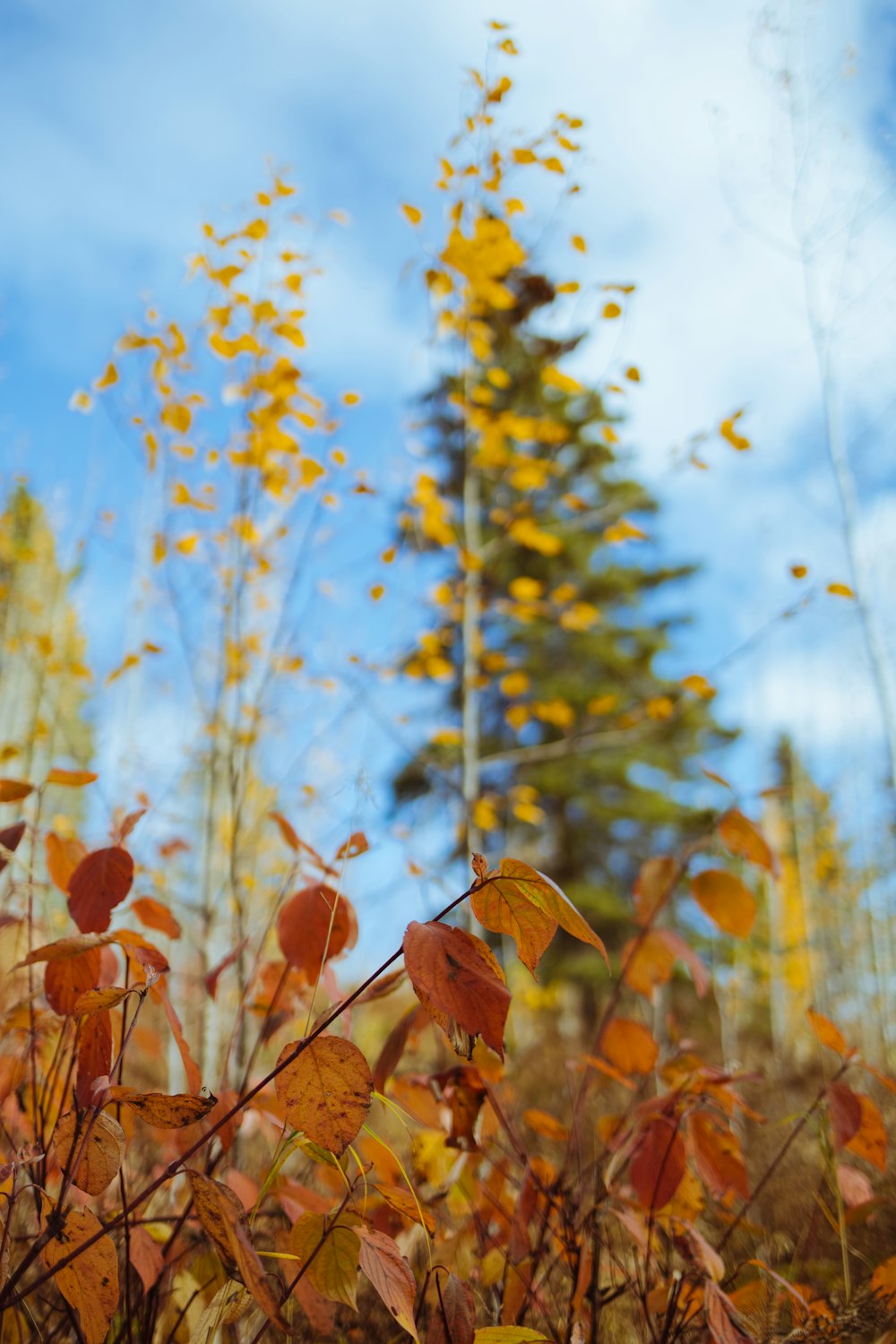 brown leaves on green grass during daytime