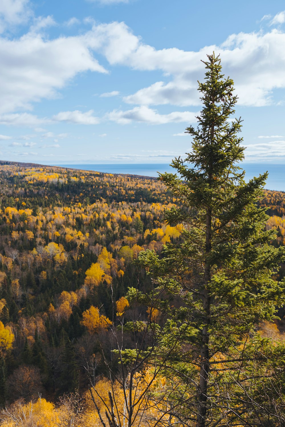 green and yellow trees under blue sky during daytime