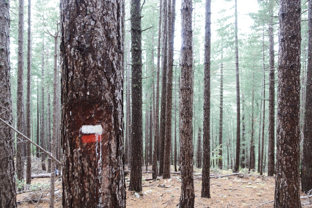 brown tree trunk on brown soil