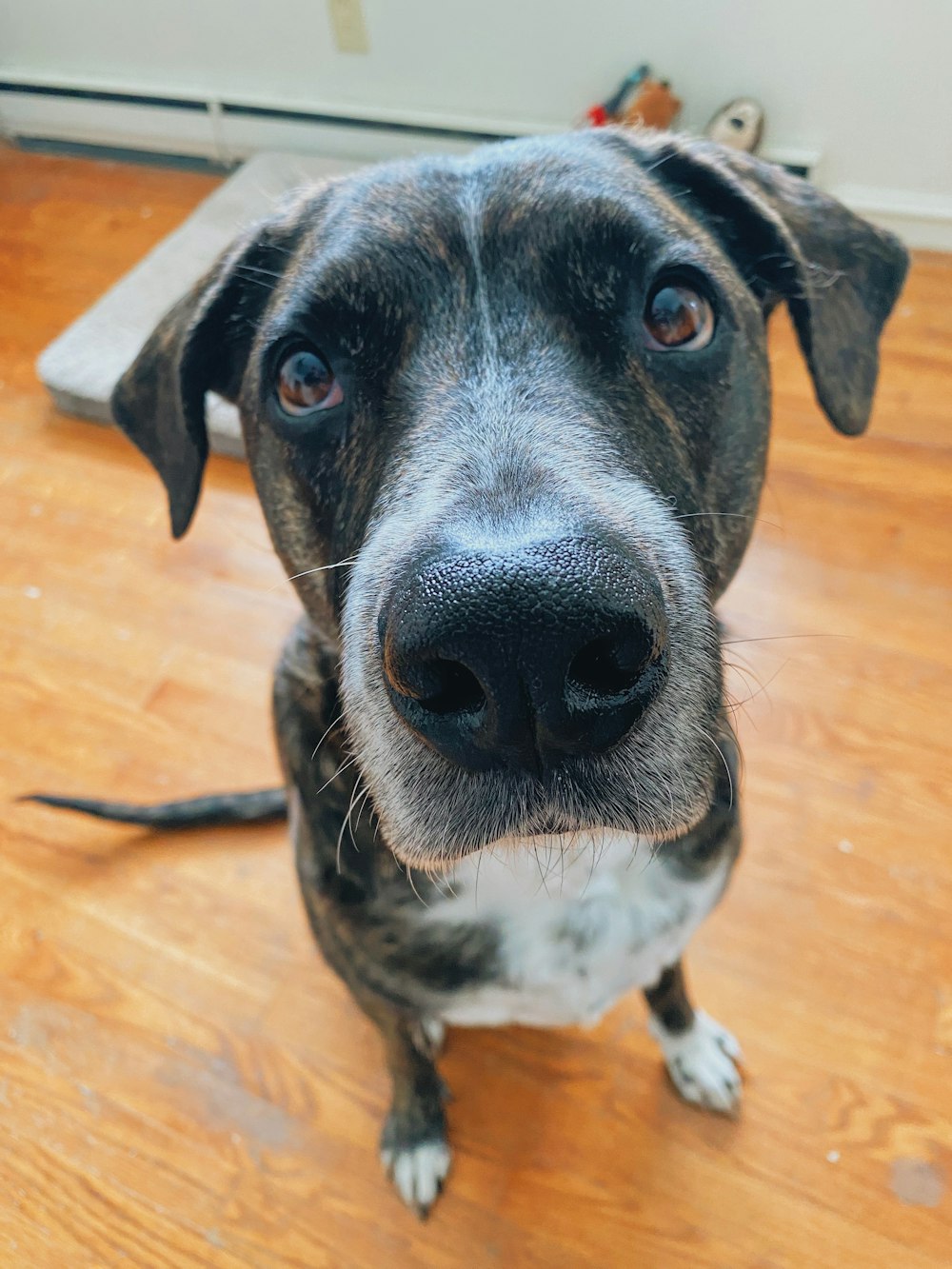 black and white short coated dog