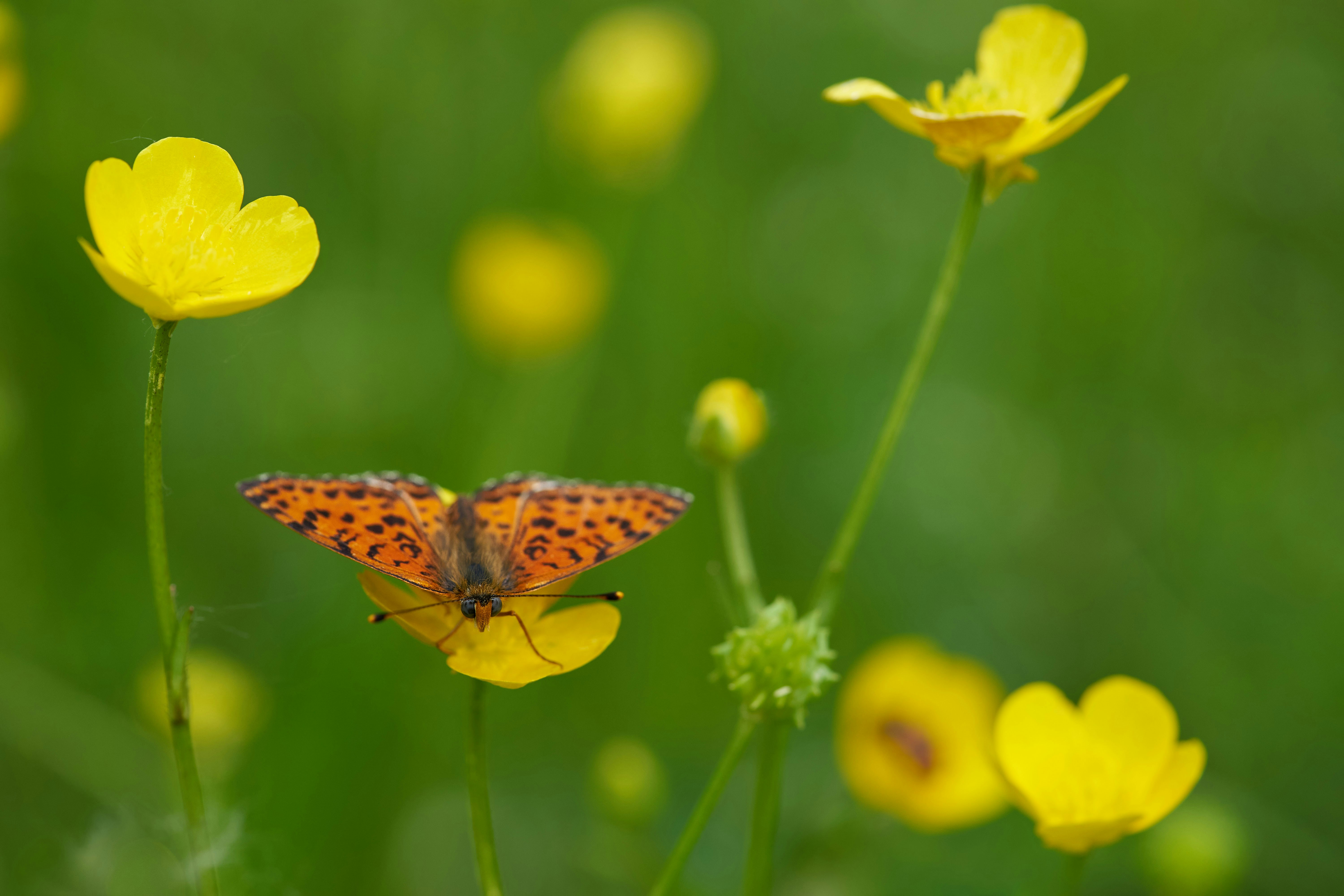 Photo by wolfgang_hasselmann