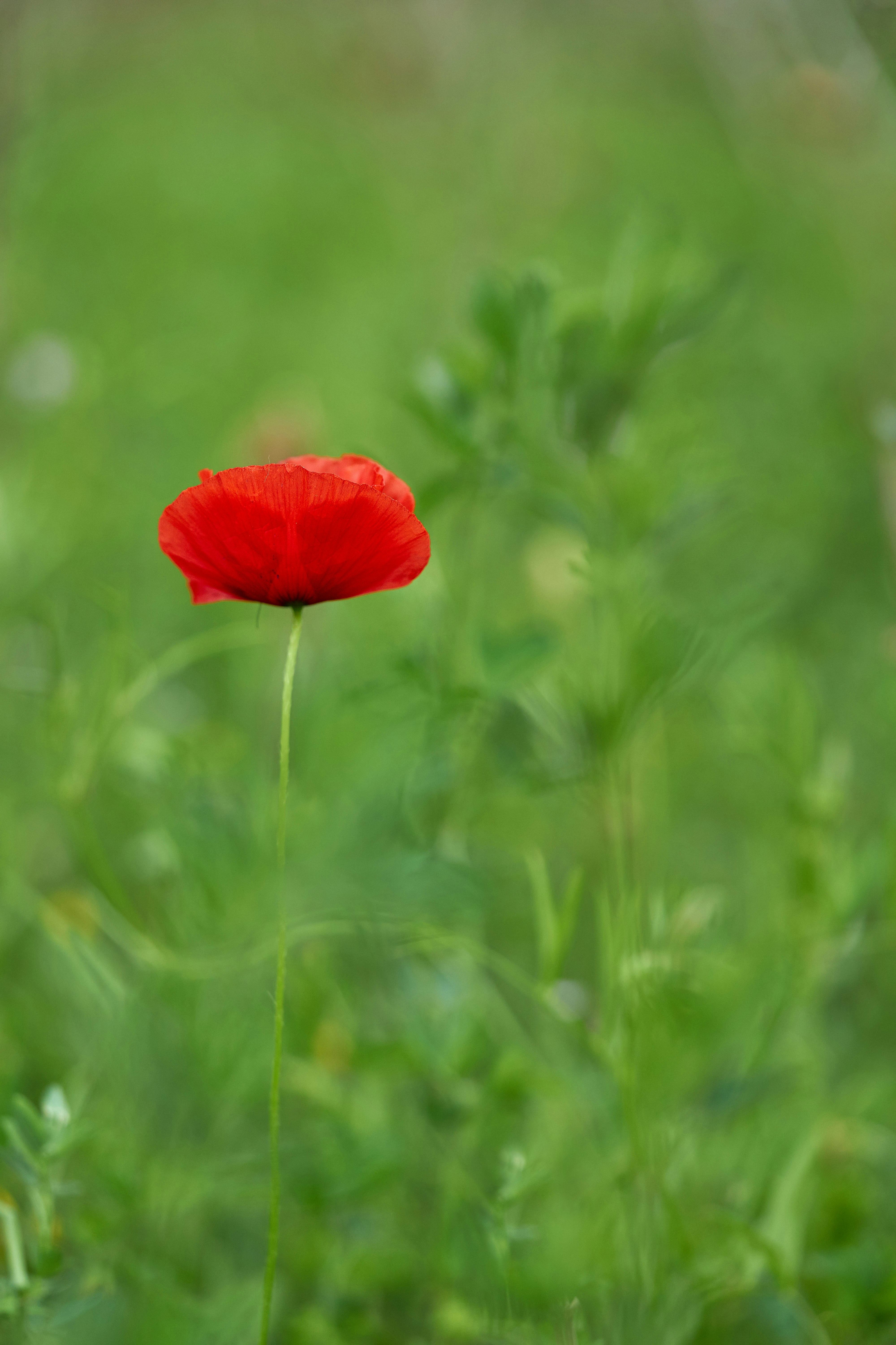 Photo by wolfgang_hasselmann