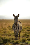 Zebra on green grass field during daytime at Reubens Choice Bioreserve Cape Karoo.