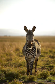 Zebra on green grass field during daytime at Reubens Choice Bioreserve Cape Karoo.