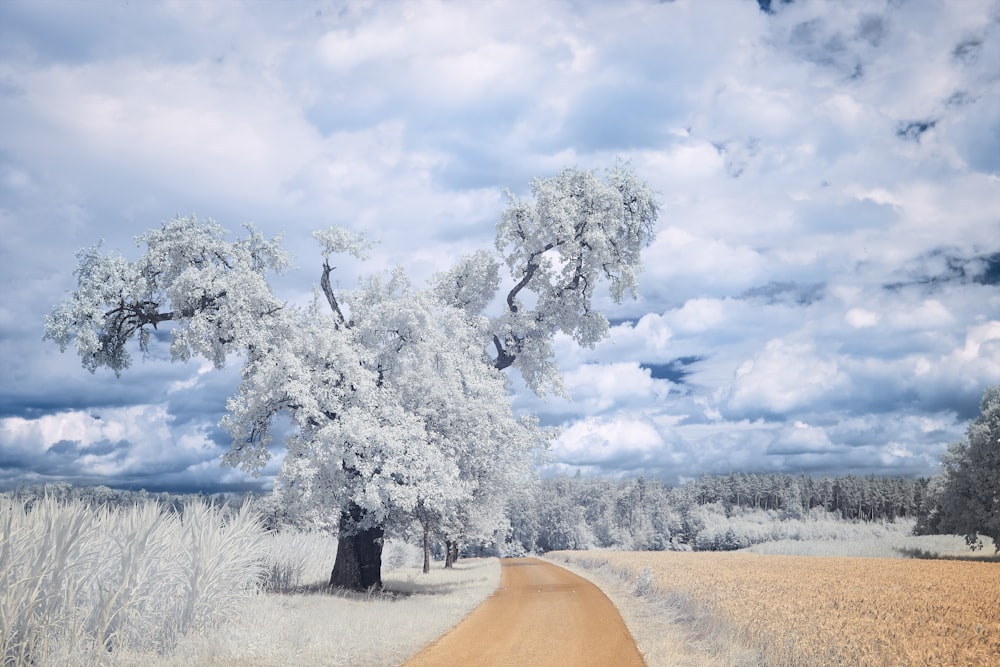 leafless tree on brown field under white clouds