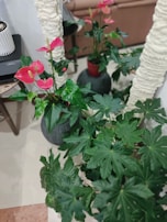 A collection of potted plants with large green leaves and red flowers. The plants are arranged around a textured white structure, and the setting appears to be indoors, with elements like a couch and electronic device on a nearby table.
