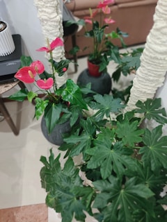 A collection of potted plants with large green leaves and red flowers. The plants are arranged around a textured white structure, and the setting appears to be indoors, with elements like a couch and electronic device on a nearby table.
