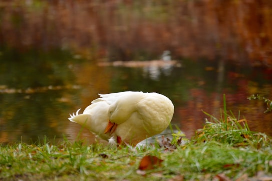 A white duck is standing near a calm pond surrounded by grass and autumnal foliage. The duck appears to be preening its feathers, bending its neck elegantly forward. The water is reflecting the warm hues of the fall leaves, creating a serene atmosphere.