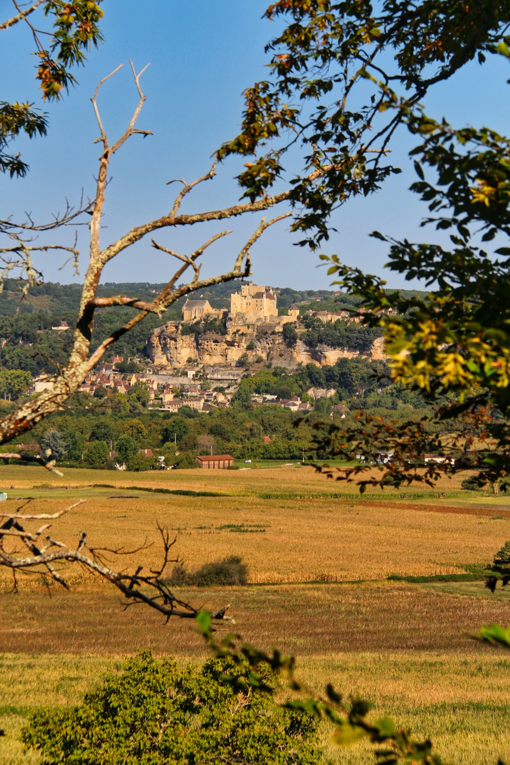 campo de hierba verde con árboles y montaña en la distancia