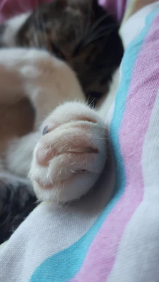 Close-up of a cat's paw wearing a tiny, intricately designed bracelet made by Peludín Vivo.