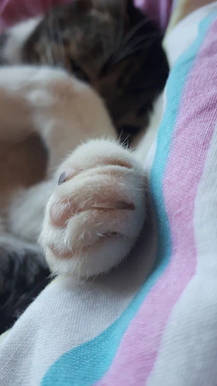 Close-up of a cat's paws with a delicate handcrafted accessory.