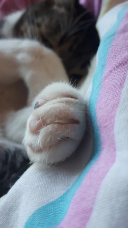 Close-up of a cat's paws adorned with a delicate, hand-stitched accessory in soft pastel colors.