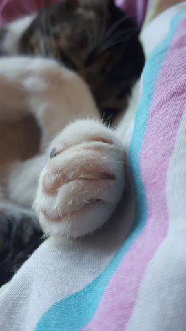 A close-up of a cat's paws with a delicate, personalized accessory in soft pastel hues.