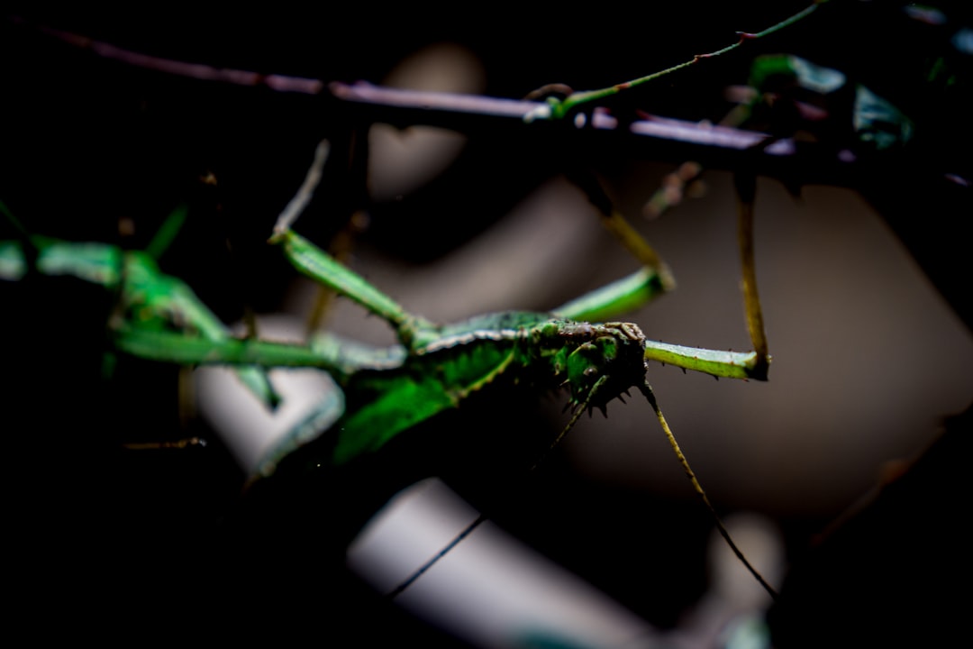 green praying mantis on brown stem in close up photography during daytime