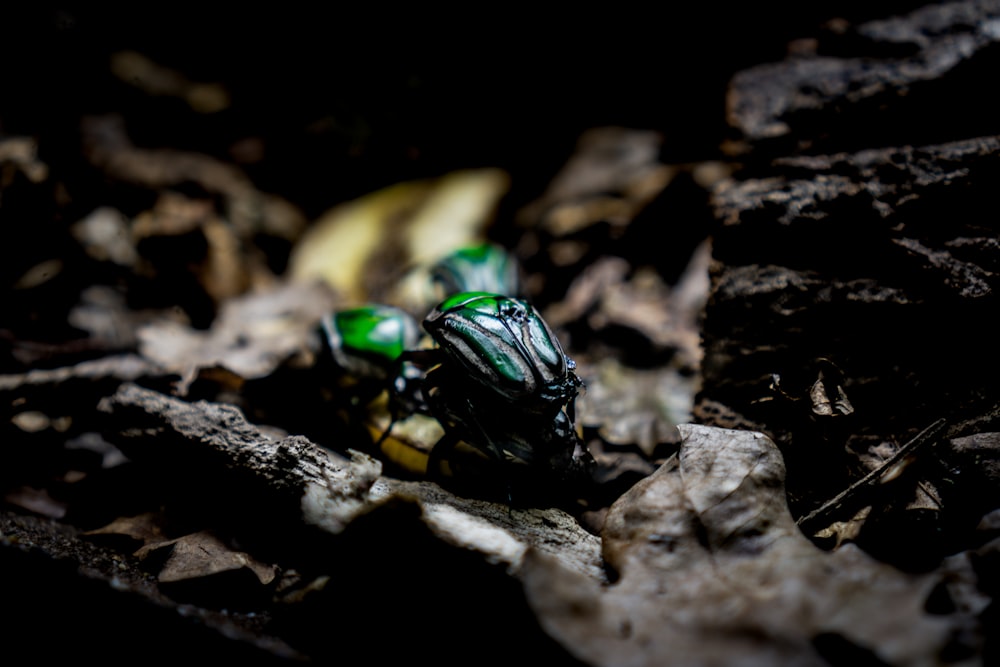 green beetle on brown rock