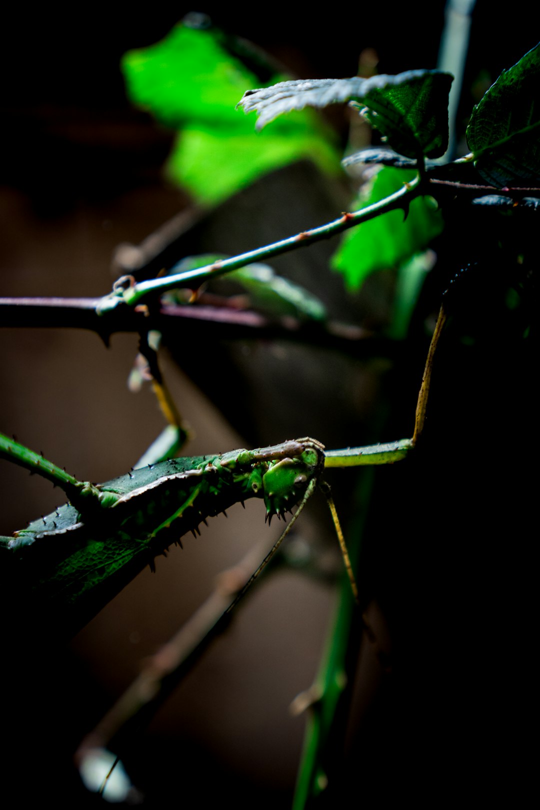 green praying mantis on brown stem in close up photography during daytime
