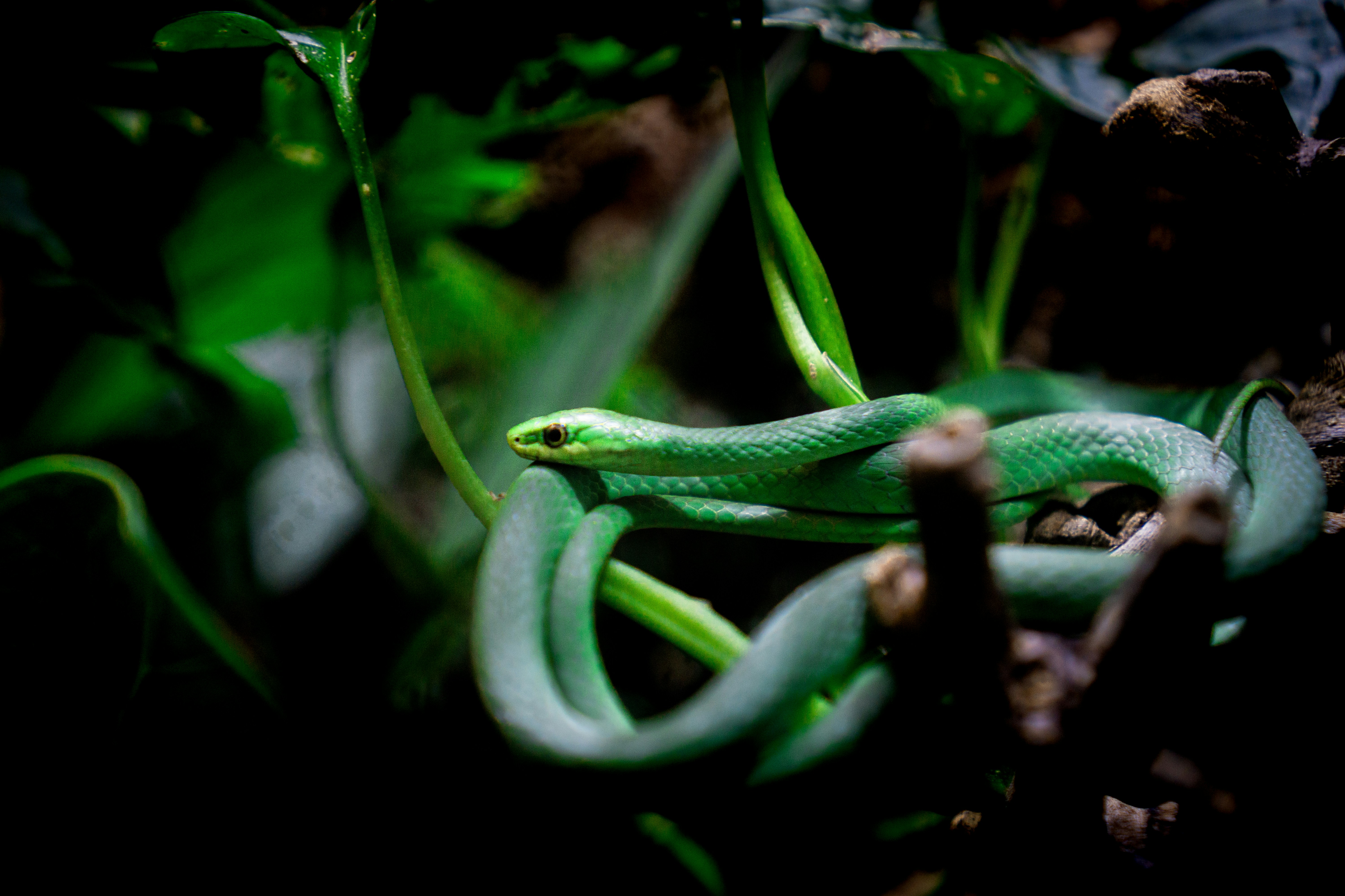 Indicator Species for Ecosystem Health (image credits: unsplash)