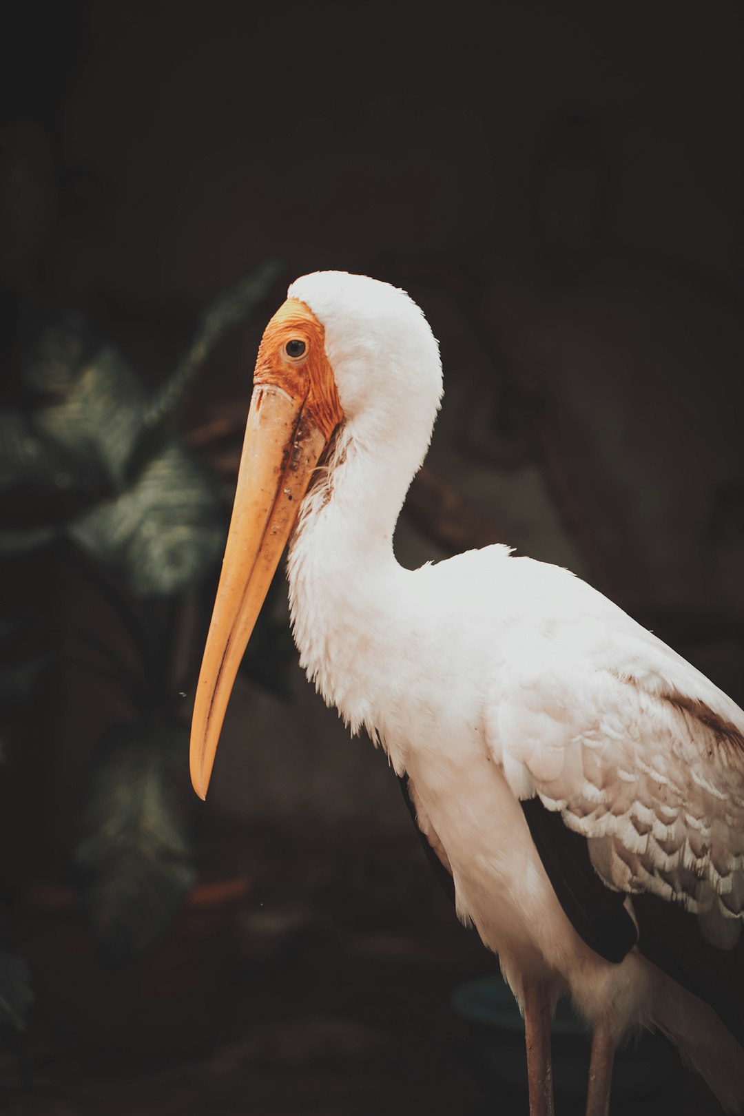 white stork in close up photography