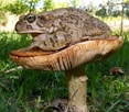 brown and white mushroom on green grass during daytime