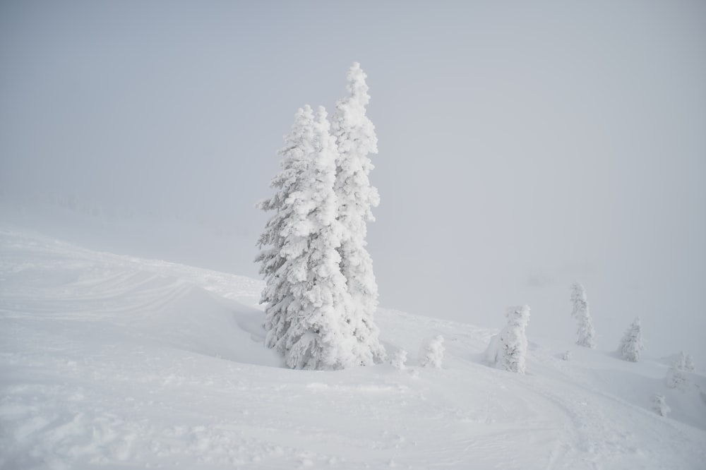 pine tree covered with snow