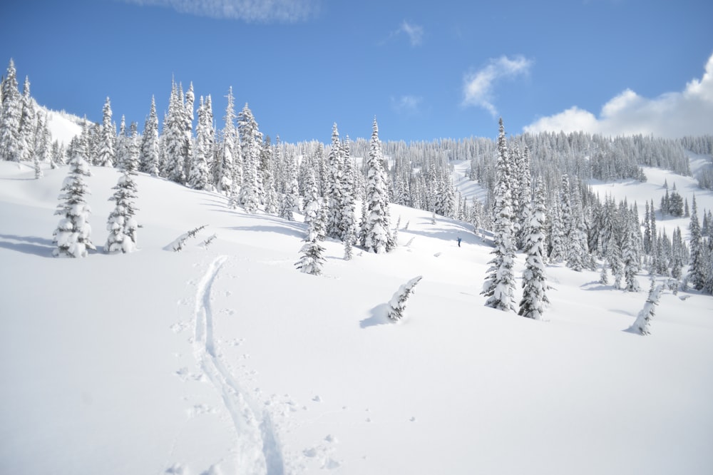 snow covered trees under blue sky during daytime