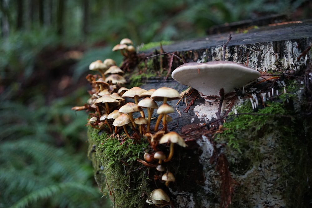 white mushroom on brown tree trunk