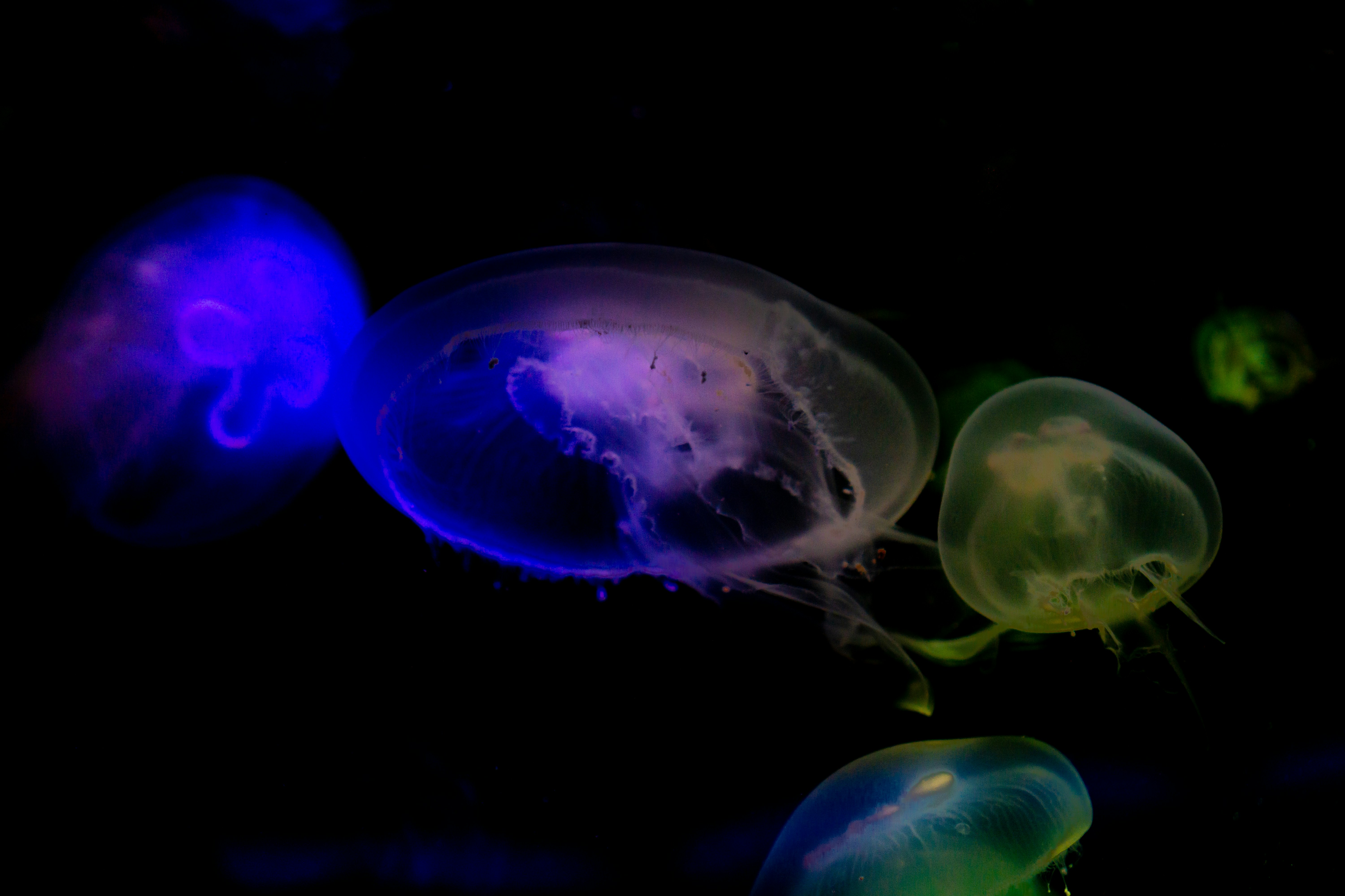 青と白のクラゲのイラストの写真 Unsplashで見つける動物の無料写真