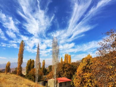 brown trees under blue sky during daytime