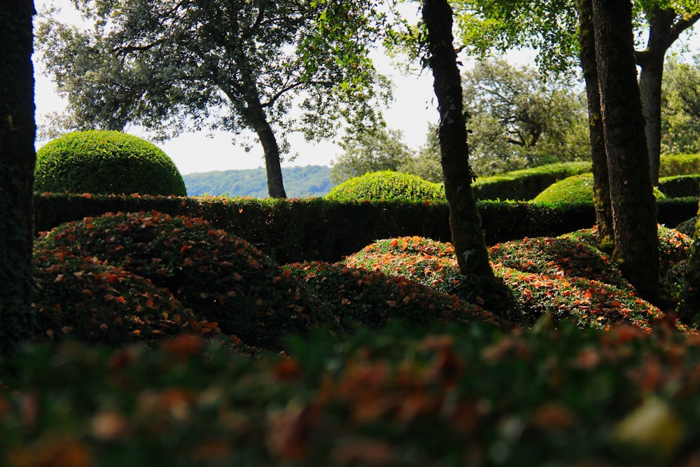 Grünes Grasfeld und Bäume tagsüber