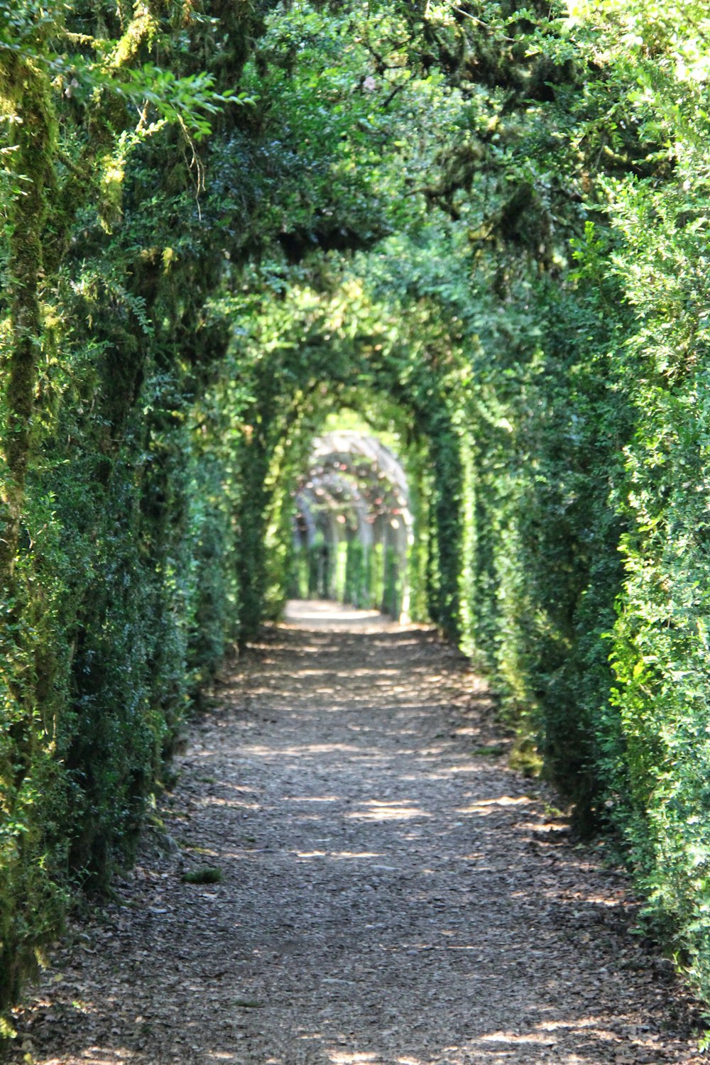 plantas verdes na estrada de terra cinza