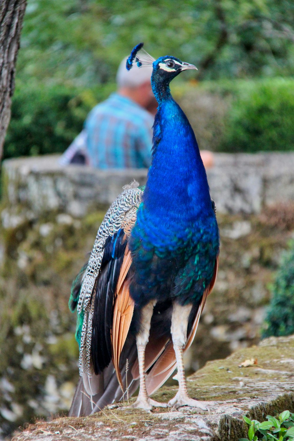 blue peacock on brown wooden fence during daytime