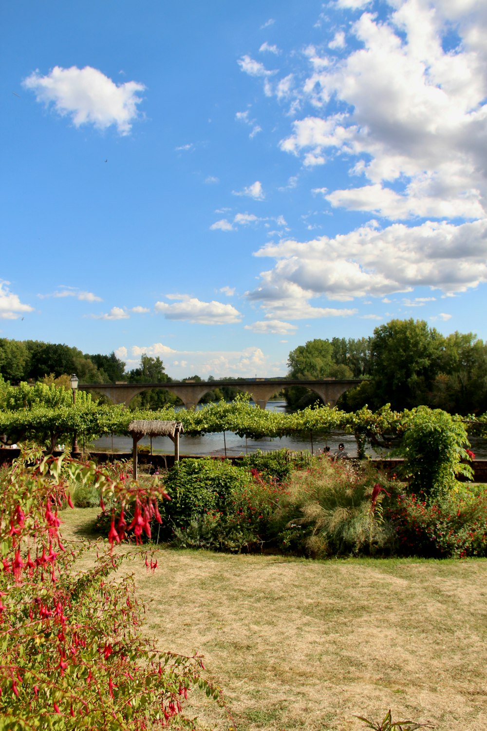 green trees and plants under blue sky during daytime