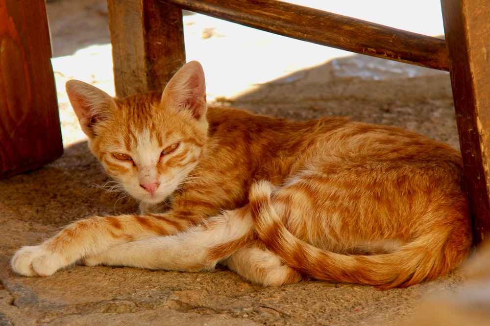 orange tabby cat lying on brown sand during daytime